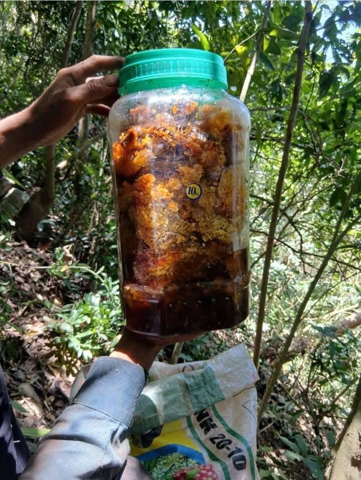 Mật ong rừng 500ml-duoc-ban-tai-Bắp