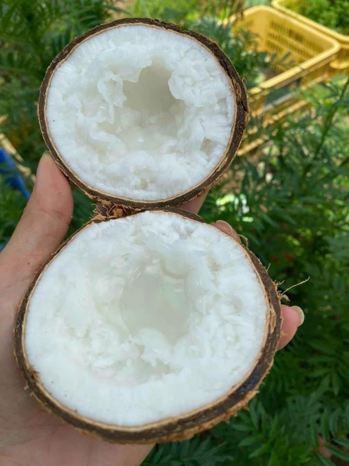 Dừa sáp bi đặc-duoc-ban-tai-Kho sỉ ăn vặt đông lạnh trái cây TUYẾT SƯƠNG