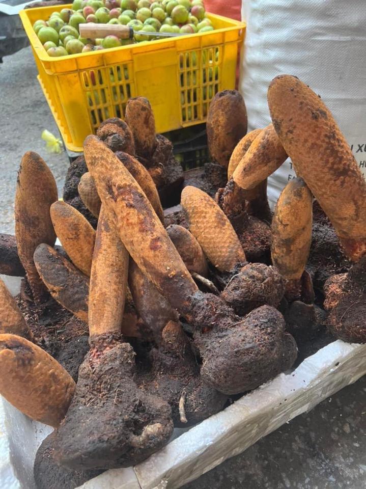 Tích dương-duoc-ban-tai-Shop Hương rừng Điện Biên