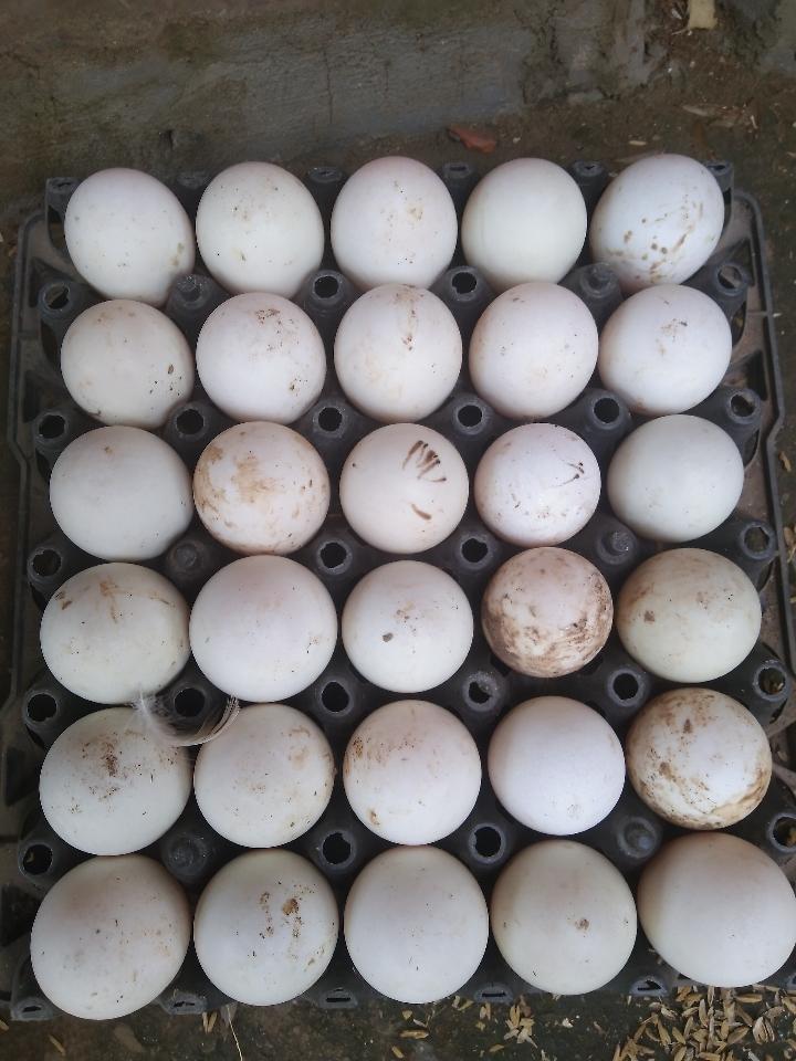 Trứng vịt 30/khay-duoc-ban-tai-Cửa Hàng Tạp Hoá Luân Dung