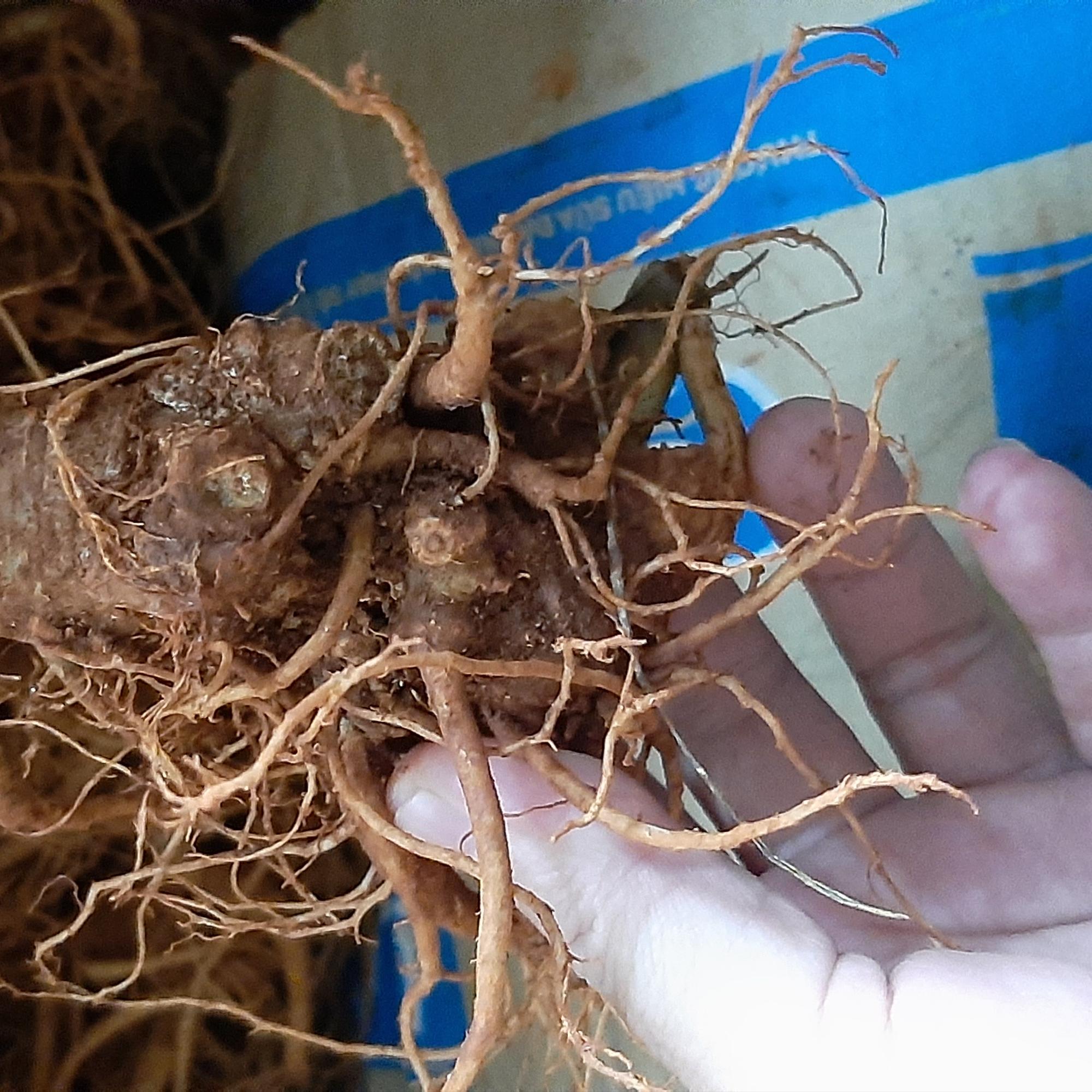 Tam thất tươi (100gr)-duoc-ban-tai-Đông y Việt Phương