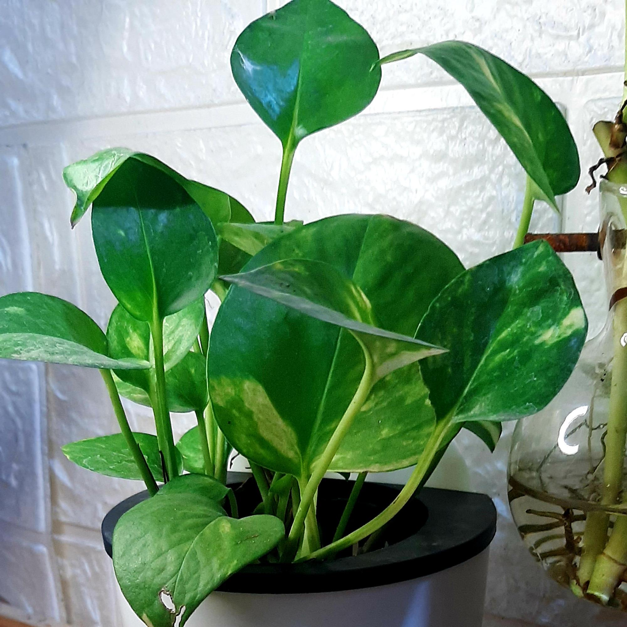 Trà Đông trùng sấy nhiệt mix vị hộp 30 gói -duoc-ban-tai-Đông y Việt Phương