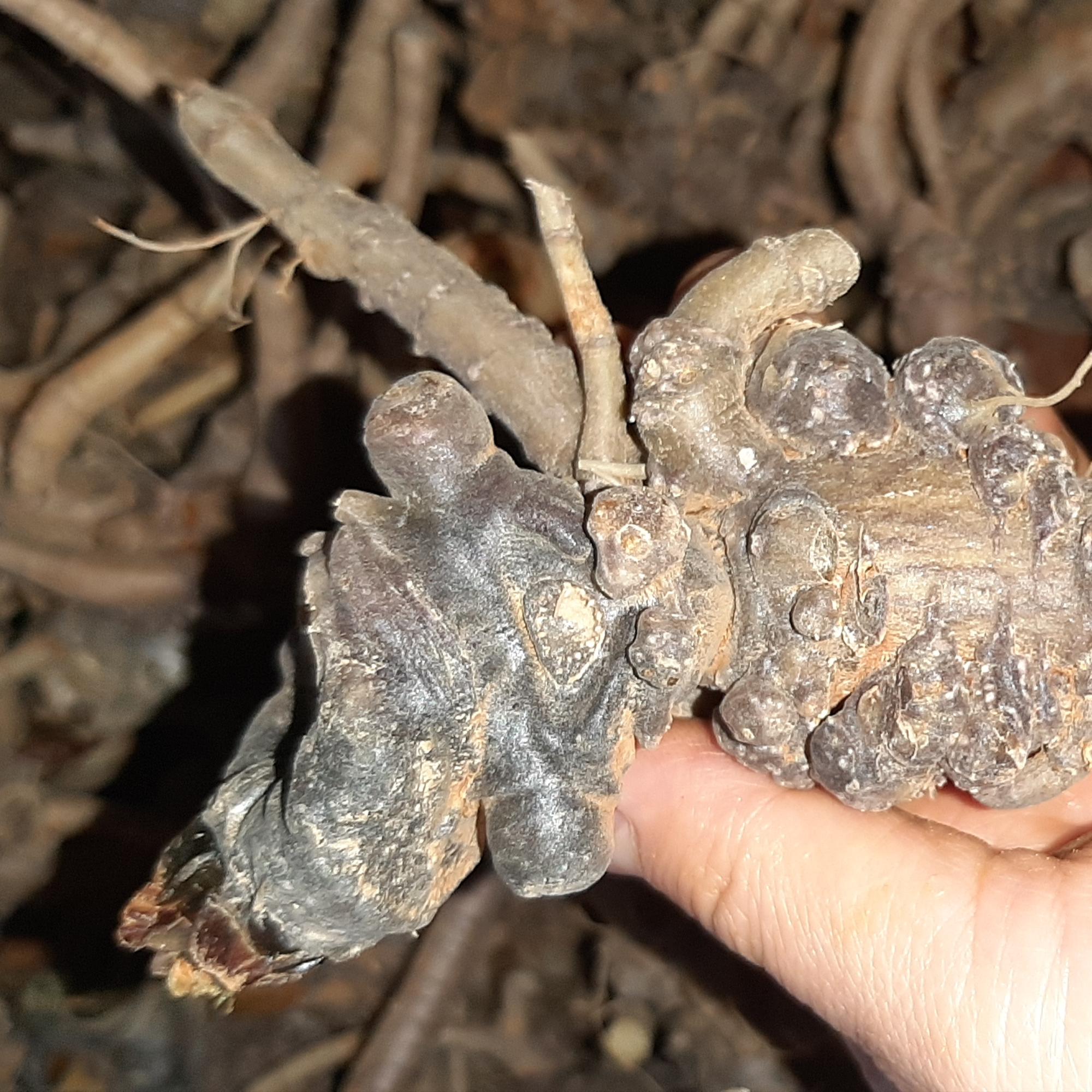 Tam thất tươi (100gr)-duoc-ban-tai-Đông y Việt Phương