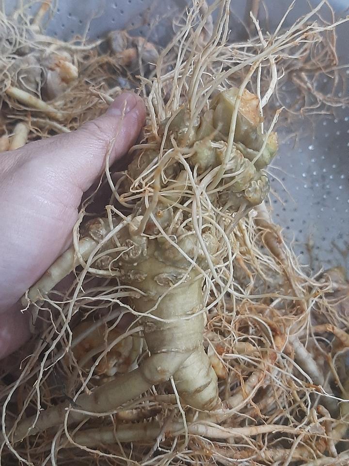 1 củ Tam thất tươi rửa sạch 70-100gram, hút chân không để ngâm rượu, ngâm mật ong-duoc-ban-tai-Đông y Việt Phương