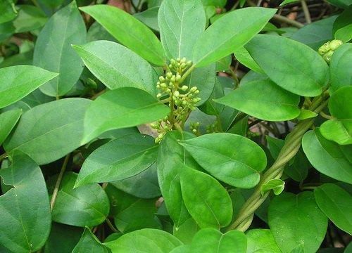 Dây thìa canh-duoc-ban-tai-Đông y Việt Phương