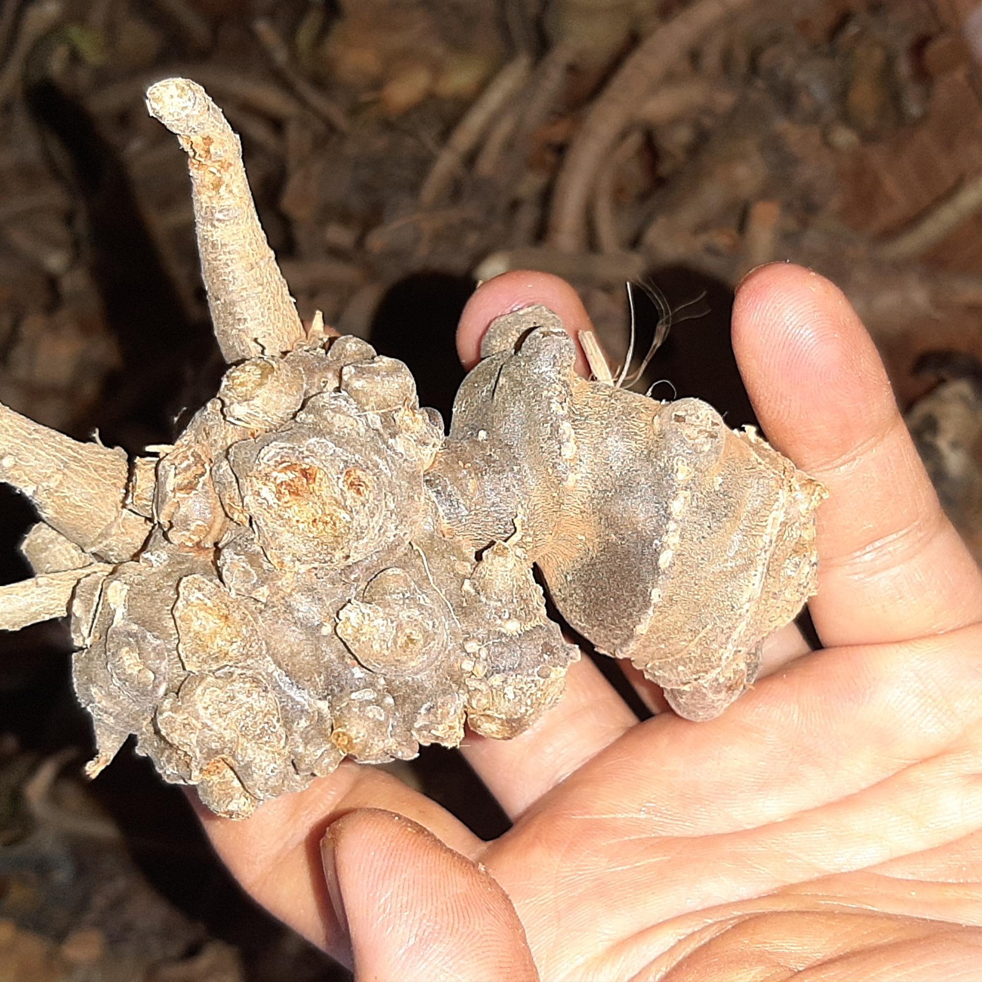 Tam thất tươi (100gr)-duoc-ban-tai-Đông y Việt Phương