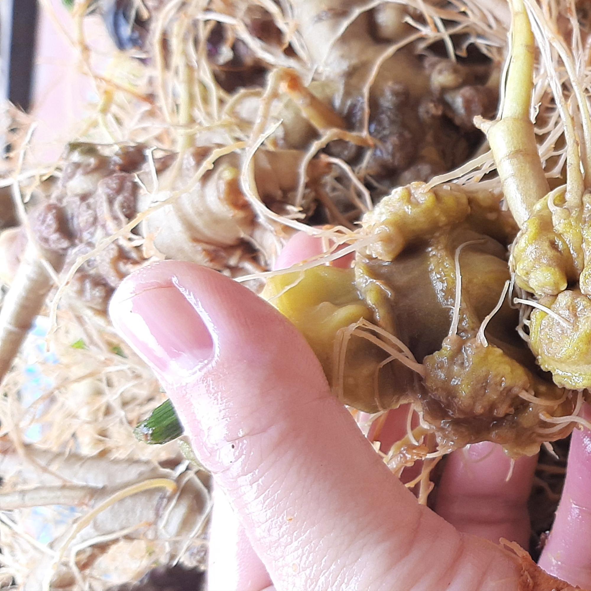 Tam thất tươi (100gr)-duoc-ban-tai-Đông y Việt Phương