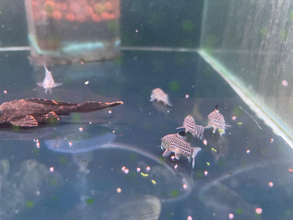 Cá  Chuột july-duoc-ban-tai-HuyTran Aquatic