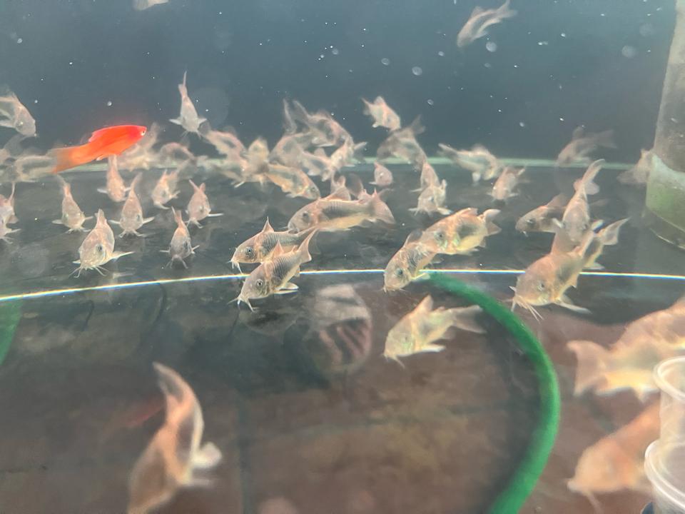 Cá chuột cafe-duoc-ban-tai-HuyTran Aquatic