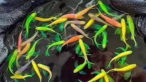 Ngựa cánh tiên sz trung-duoc-ban-tai-HuyTran Aquatic