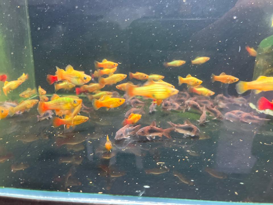 Cá mún kim tiền-duoc-ban-tai-HuyTran Aquatic