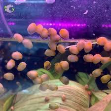 Ốc nerita-duoc-ban-tai-HuyTran Aquatic