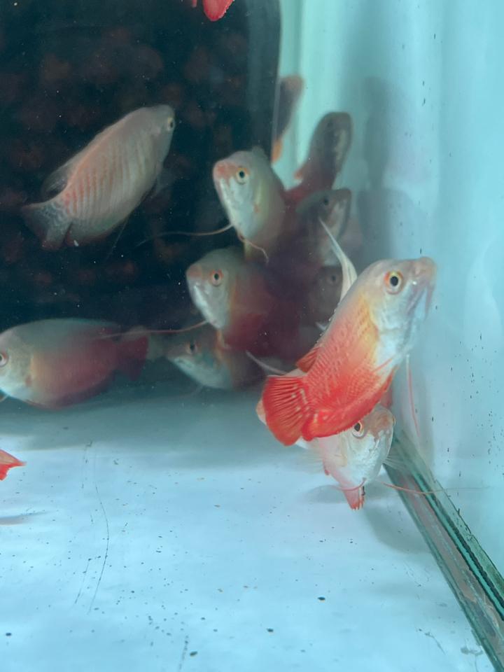 Cá Sặc gấm-duoc-ban-tai-HuyTran Aquatic