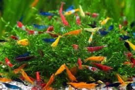 Tép loạn màu-duoc-ban-tai-HuyTran Aquatic