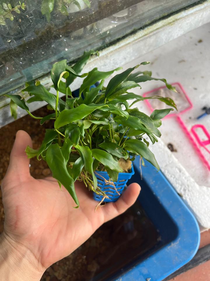 Ráy lưỡi hổ-duoc-ban-tai-HuyTran Aquatic