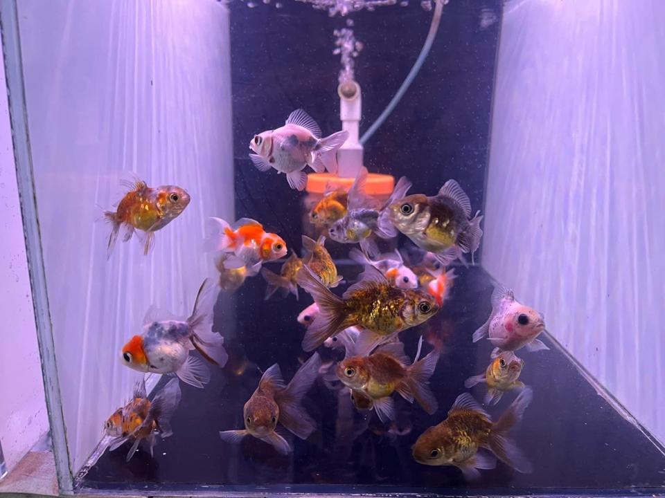 Cá vàng sz bé-duoc-ban-tai-HuyTran Aquatic