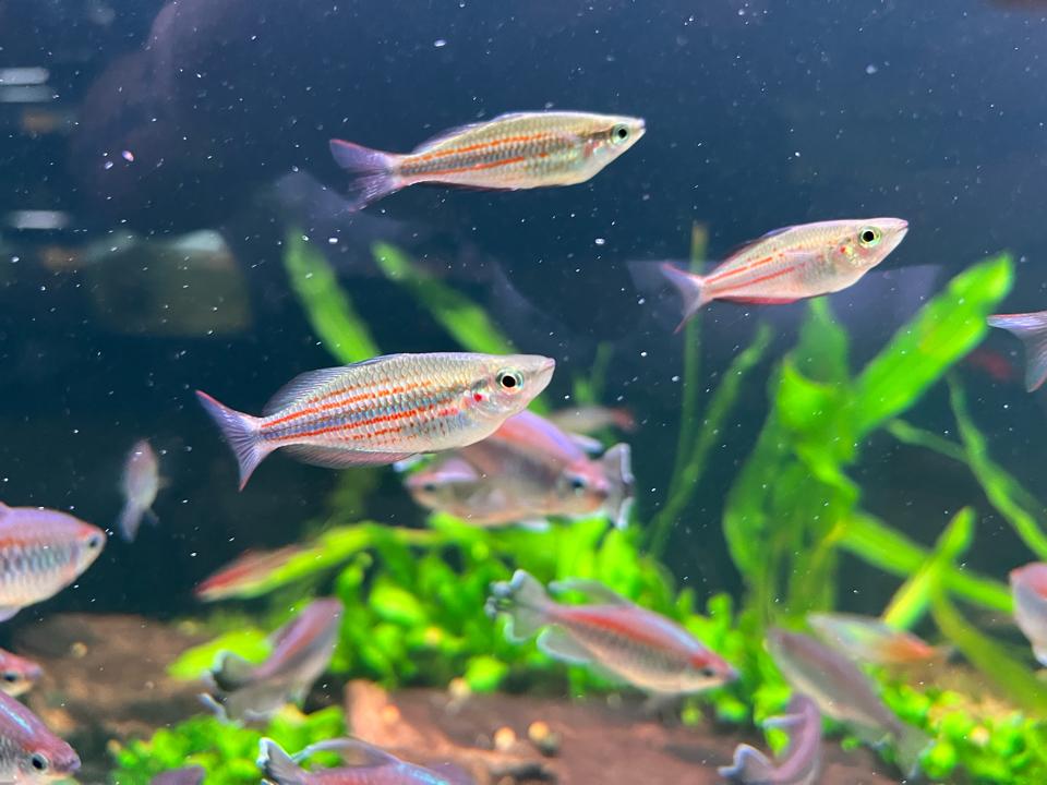 Cá Cầu Vồng Goyder sz 6-7 ( hàng indo )-duoc-ban-tai-HuyTran Aquatic