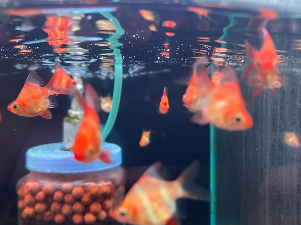 Xecan Short Vàng-duoc-ban-tai-HuyTran Aquatic