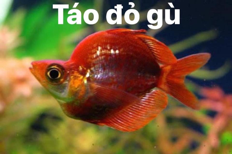 Cá Cầu Vồng Táo Gù-duoc-ban-tai-HuyTran Aquatic