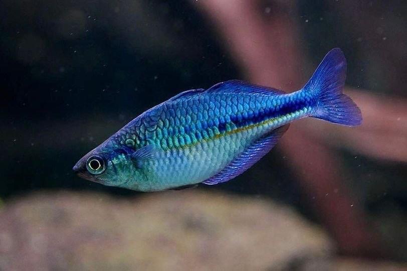 Cá Cầu vồng xanh Indo sz 5-6-duoc-ban-tai-HuyTran Aquatic