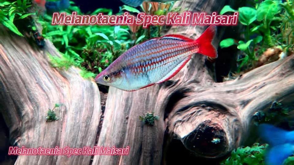 Cá Cầu Vồng Kali Mairasi sz 6-7-duoc-ban-tai-HuyTran Aquatic