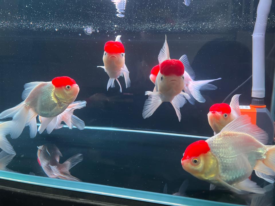 Cá Hạc đỉnh hồng sz to-duoc-ban-tai-HuyTran Aquatic