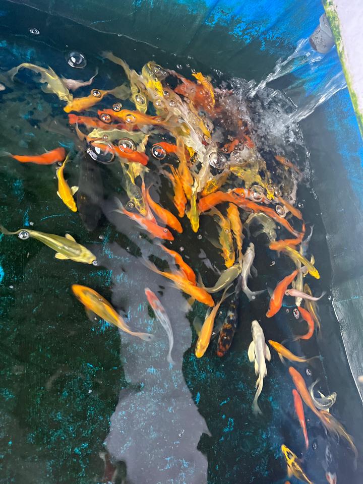 Cá Koi mini 30k-duoc-ban-tai-HuyTran Aquatic