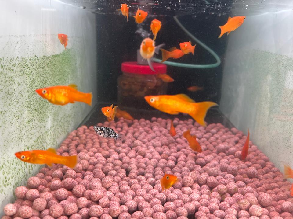 Cá hoàng kim-duoc-ban-tai-HuyTran Aquatic