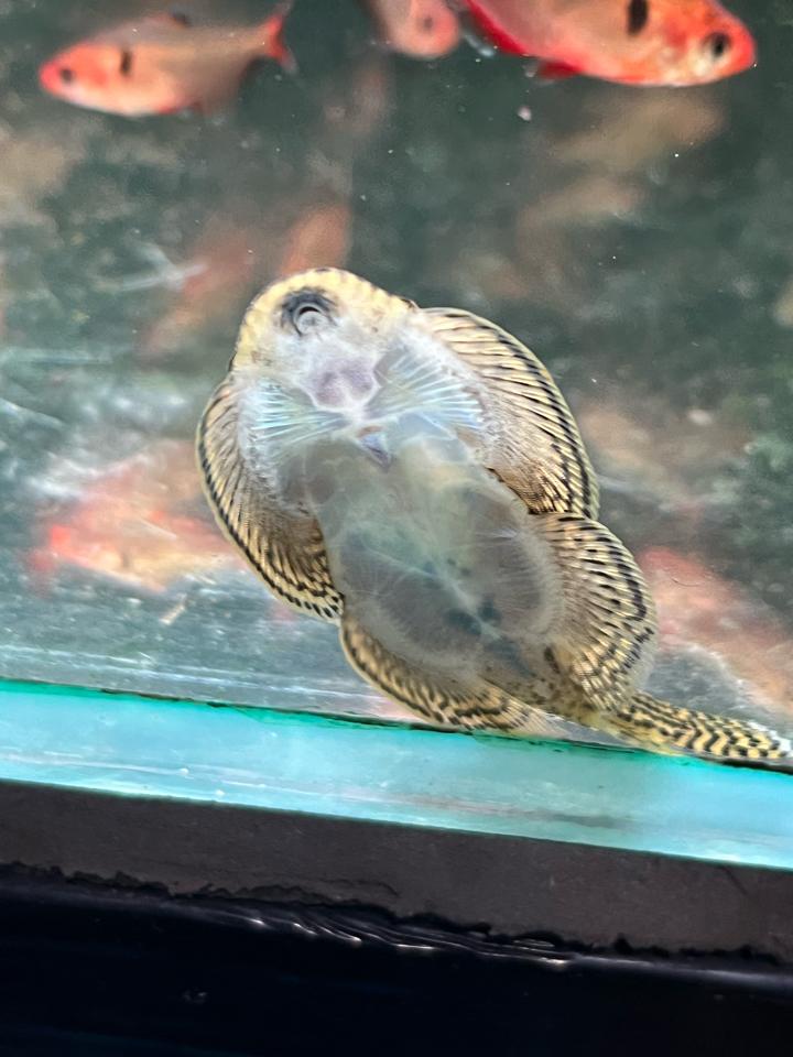 Cá Tỳ bà bướm-duoc-ban-tai-HuyTran Aquatic
