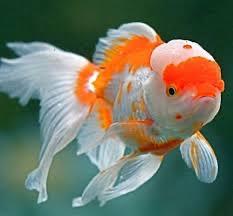 Cá vàng sz nhỡ-duoc-ban-tai-HuyTran Aquatic