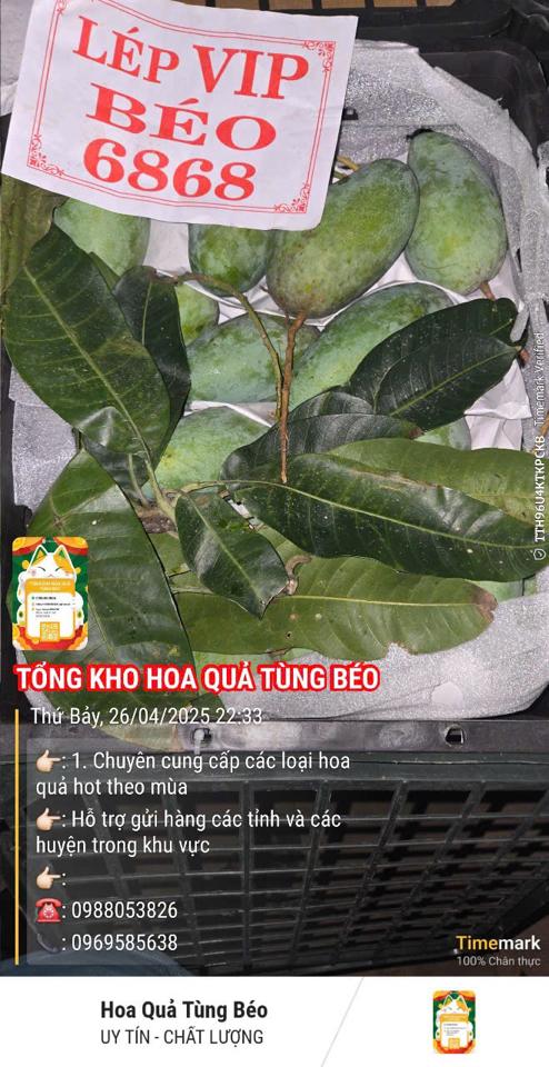 Xoài Lép béo 8686-duoc-ban-tai-Tổng kho hoa quả Tùng Béo