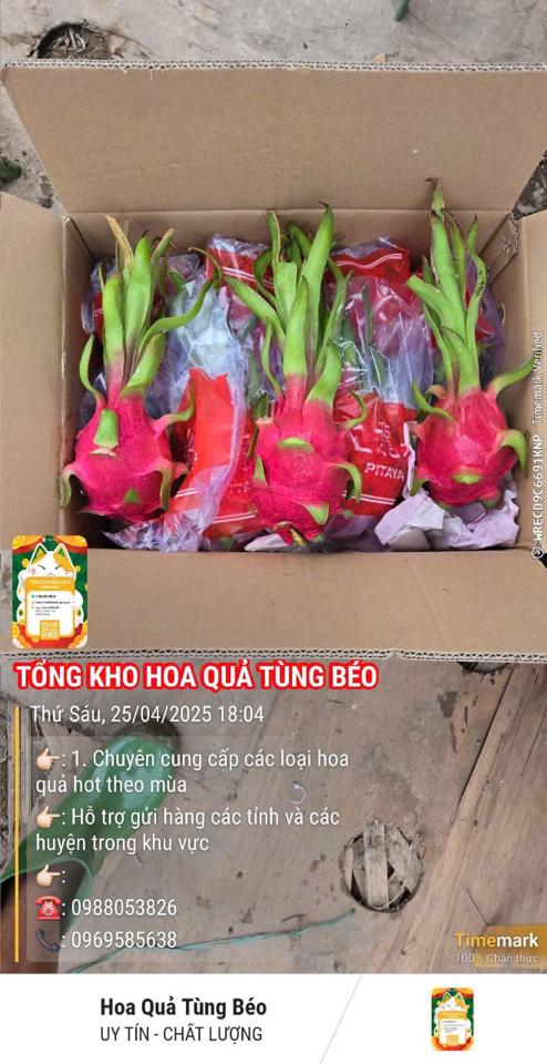 Thanh long hưng trang-duoc-ban-tai-Tổng kho hoa quả Tùng Béo
