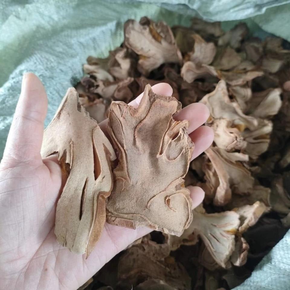 Cẩu tích 1kg-duoc-ban-tai-0975662768