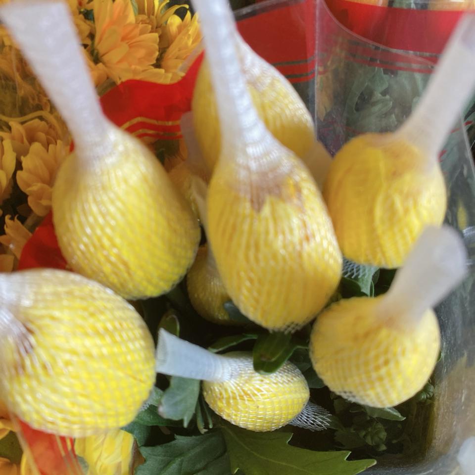 Cúc đoá-duoc-ban-tai-Hoa Đông Hà