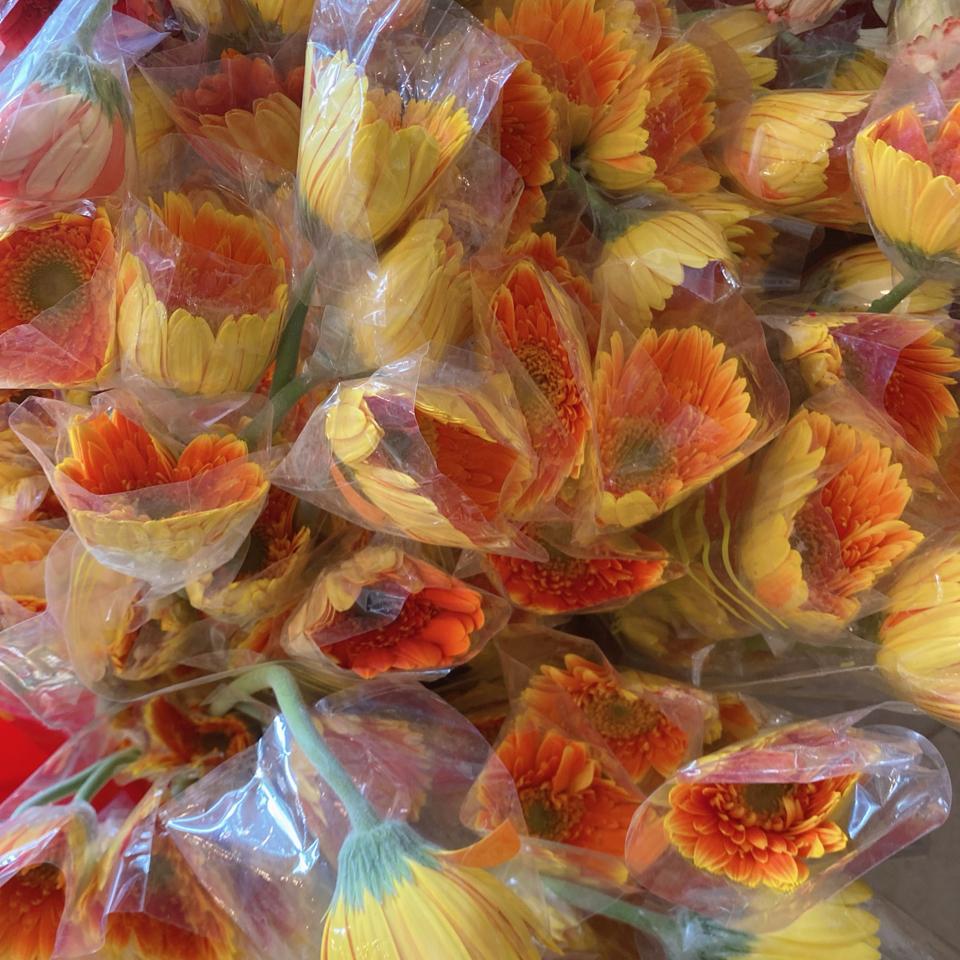 Đồng tiền to-duoc-ban-tai-Hoa Đông Hà