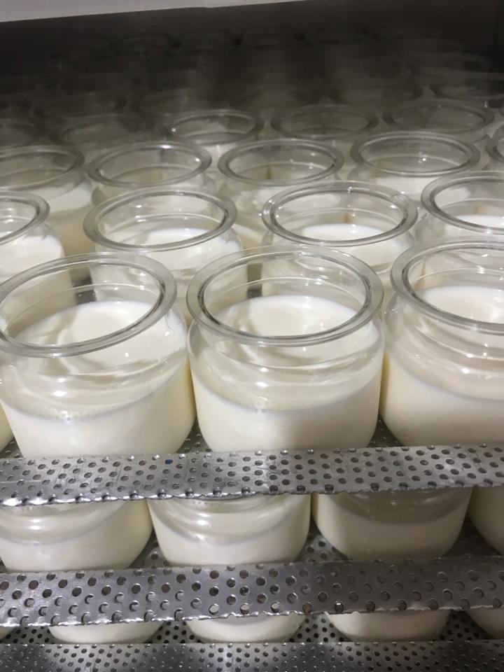 Yaourt phômai hủ nhựa - trắng-duoc-ban-tai-Yaourt phômai nhà làm -thủy