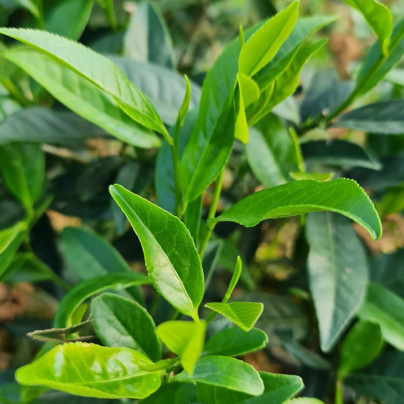 Trà Móc Câu Thượng Hạng (DR0124-L01)-duoc-ban-tai-Minh Phát Emart