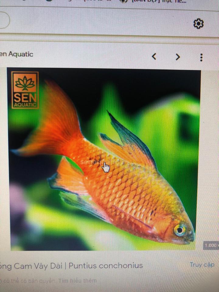 Hồng cam phụng-duoc-ban-tai-Sỹ Thanh Aquarium Hà Tĩnh