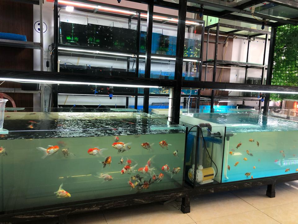 Cá vàng-duoc-ban-tai-Sỹ Thanh Aquarium Hà Tĩnh