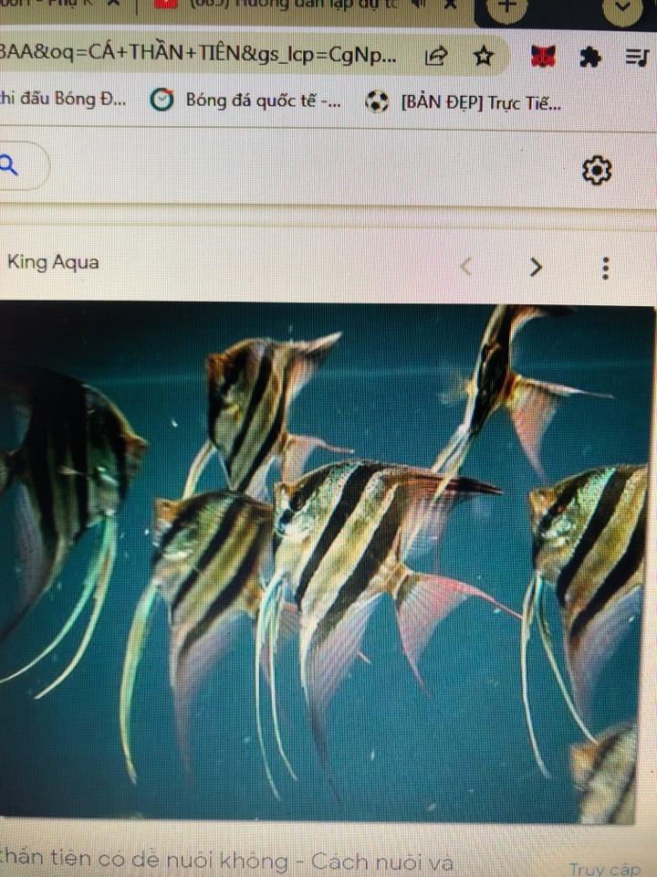 Cá thần tiên -duoc-ban-tai-Sỹ Thanh Aquarium Hà Tĩnh