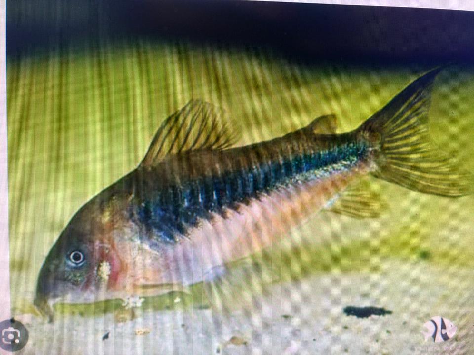 Cá chuột cà phê nhỏ-duoc-ban-tai-Sỹ Thanh Aquarium Hà Tĩnh