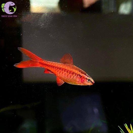 Diếc anh đào-duoc-ban-tai-Sỹ Thanh Aquarium Hà Tĩnh