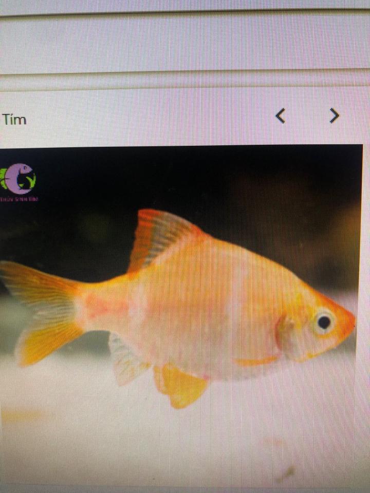 Xecan vàng-duoc-ban-tai-Sỹ Thanh Aquarium Hà Tĩnh