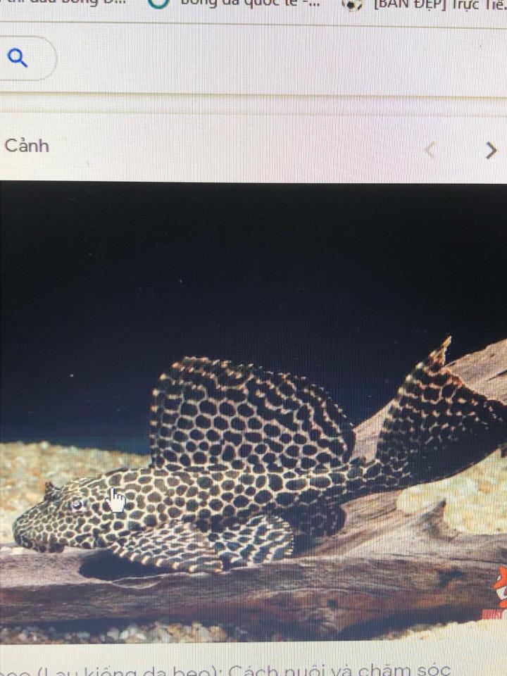 Tỳ bà beo-duoc-ban-tai-Sỹ Thanh Aquarium Hà Tĩnh