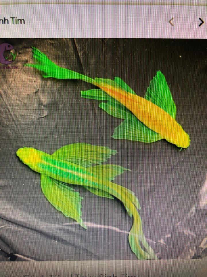 Sọc ngựa cánh tiên-duoc-ban-tai-Sỹ Thanh Aquarium Hà Tĩnh