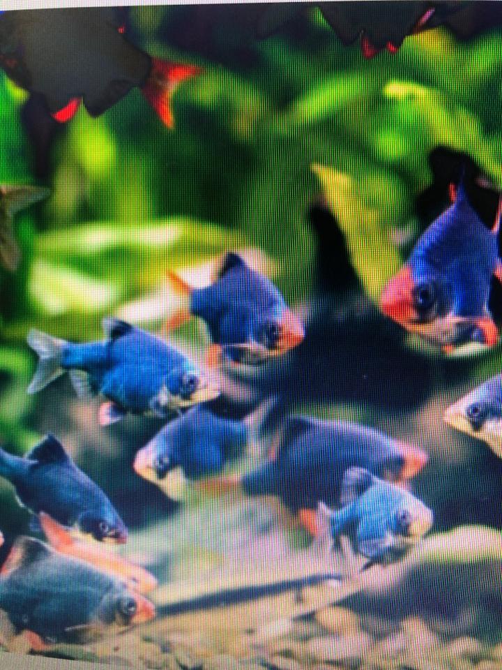 Xe cam xanh-duoc-ban-tai-Sỹ Thanh Aquarium Hà Tĩnh