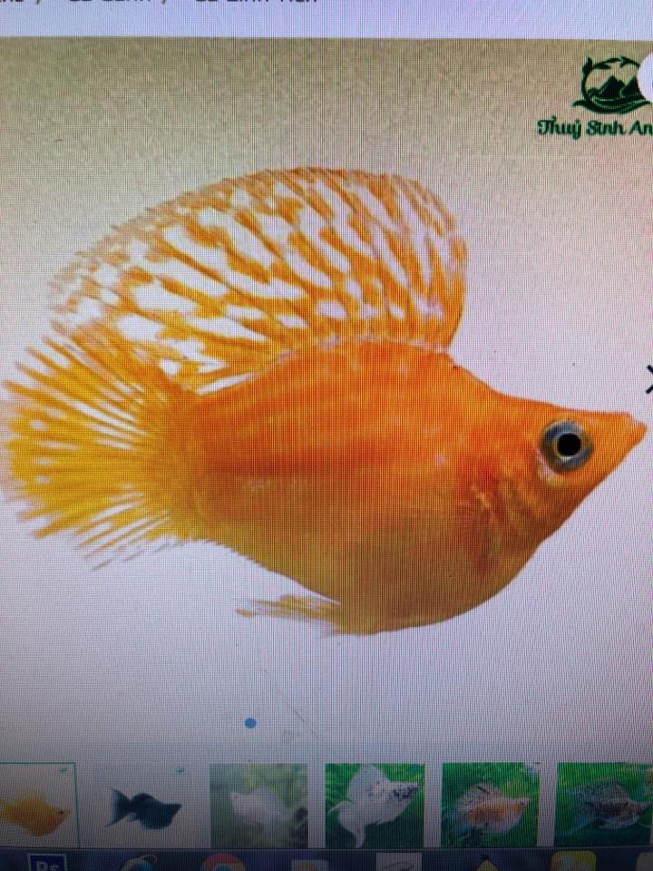 Cá bình tích-duoc-ban-tai-Sỹ Thanh Aquarium Hà Tĩnh