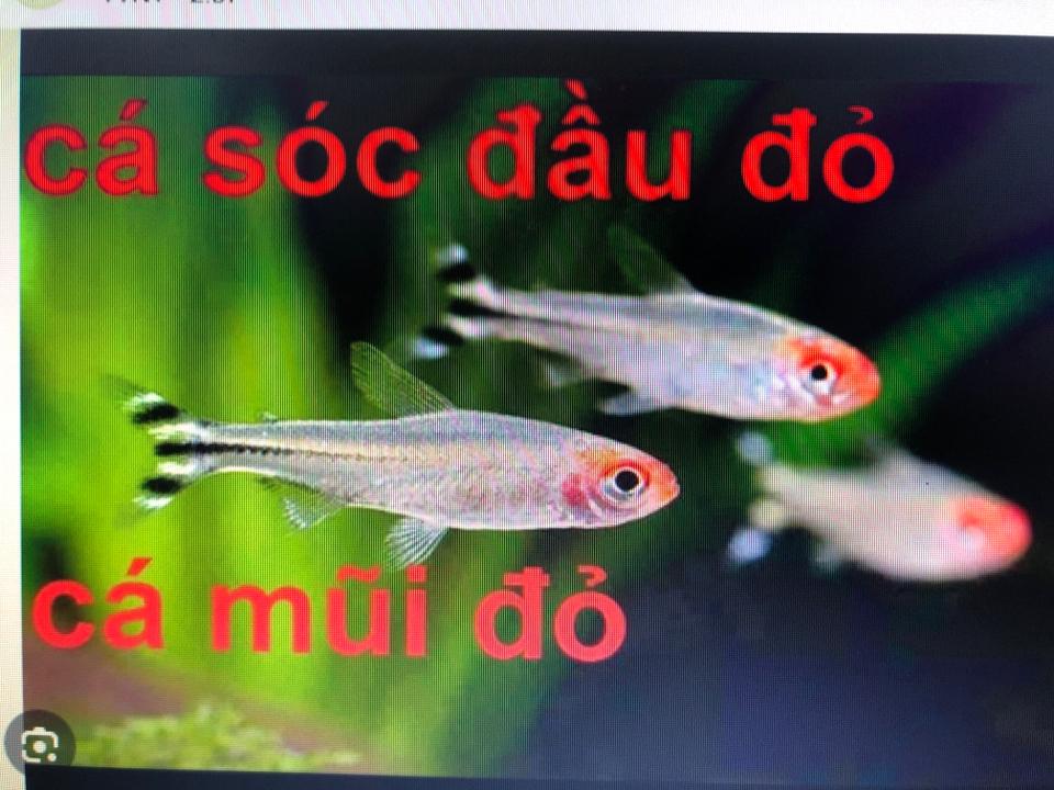 Cá sóc đầu đỏ-duoc-ban-tai-Sỹ Thanh Aquarium Hà Tĩnh