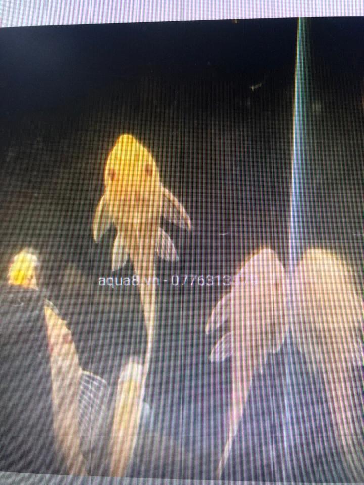 Tỳ bà vàng-duoc-ban-tai-Sỹ Thanh Aquarium Hà Tĩnh