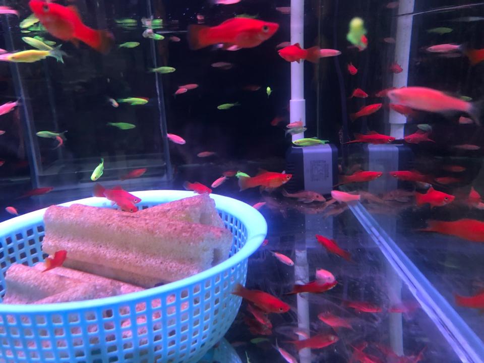 Kiếm thuỷ sinh-duoc-ban-tai-Sỹ Thanh Aquarium Hà Tĩnh